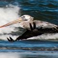 bird_pelican_0274.jpg