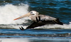 bird_pelican_0274.jpg