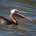 bird_pelicans_0095.jpg