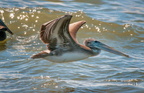 bird_pelicans_0113.jpg