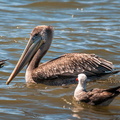 bird_pelicans_0172.jpg