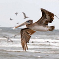 bird_pelican_311.jpg