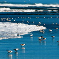 shorebirds_0150.jpg