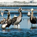 bird_pelican_0288.jpg