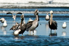 bird_pelican_0288.jpg