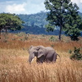 d2-elephant1.jpg