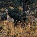 d06-girafe-pair.jpg