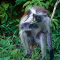 monkey11.jpg