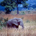 elephant3.jpg