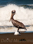 bird_pelicans_0535.jpg