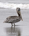 bird_pelican_295.jpg