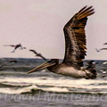 bird_pelican_312.jpg