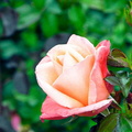 flora_rose_0155.jpg