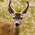 animal_deer_1207.jpg