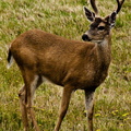 animal_deer_1215.jpg