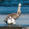 bird_pelican_0260.jpg