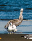 bird_pelican_0260.jpg