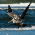 bird_pelican_0268.jpg