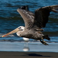 bird_pelican_0271.jpg