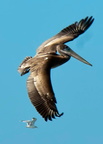 bird_pelicans_0423.jpg
