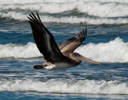 bird_pelicans_0446.jpg