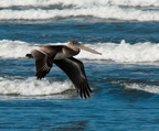 bird_pelicans_0449.jpg