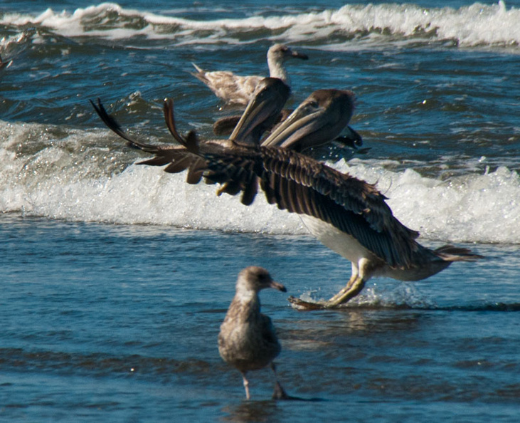 bird_pelicans_0456.jpg