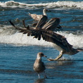 bird_pelicans_0456.jpg