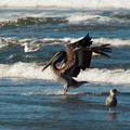 bird_pelicans_0458.jpg