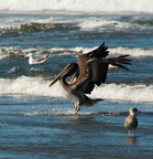 bird_pelicans_0458.jpg