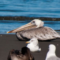 bird_pelicans_0496.jpg