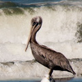 bird_pelicans_0531.jpg