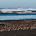 shorebirds_0257.jpg