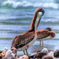 bird_pelicans_1444.jpg