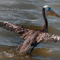 bird_pelicans_0088.jpg