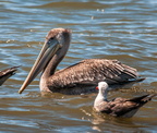 bird_pelicans_0172.jpg