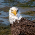 bird_eagle_0441.jpg