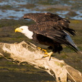 bird_eagle_0452.jpg