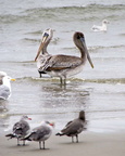 bird_pelican_268.jpg
