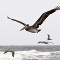 bird_pelican_308.jpg