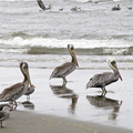 bird_pelican_318.jpg