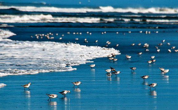 shorebirds_0150.jpg