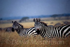 zebras_1.jpg