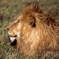 lion016.jpg