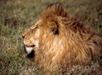 lion016.jpg