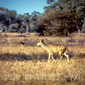 kudu110.jpg