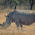rhino15.jpg