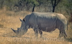 rhino15.jpg