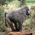 d04-baboon.jpg