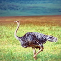 d06-ostrich2.jpg